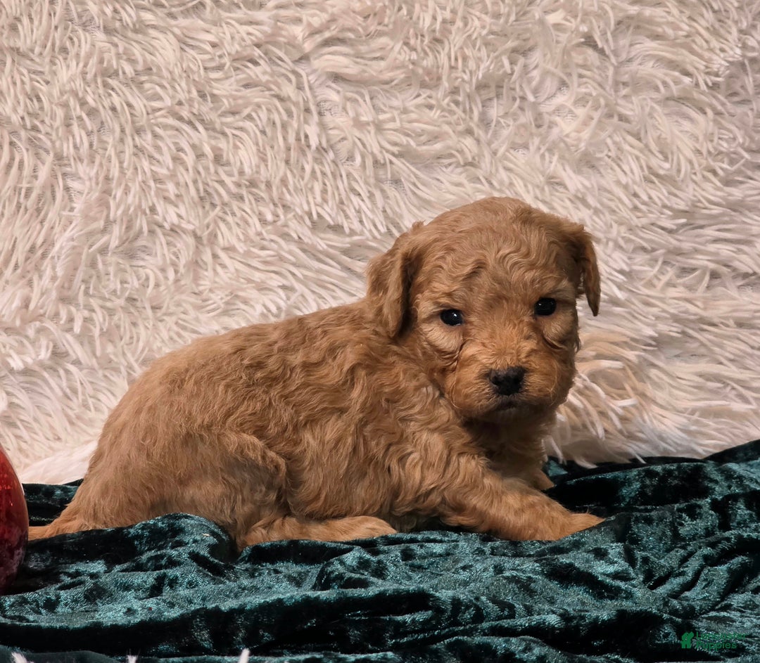 Mini Goldendoodle dogs for sale: Star - Ad 4