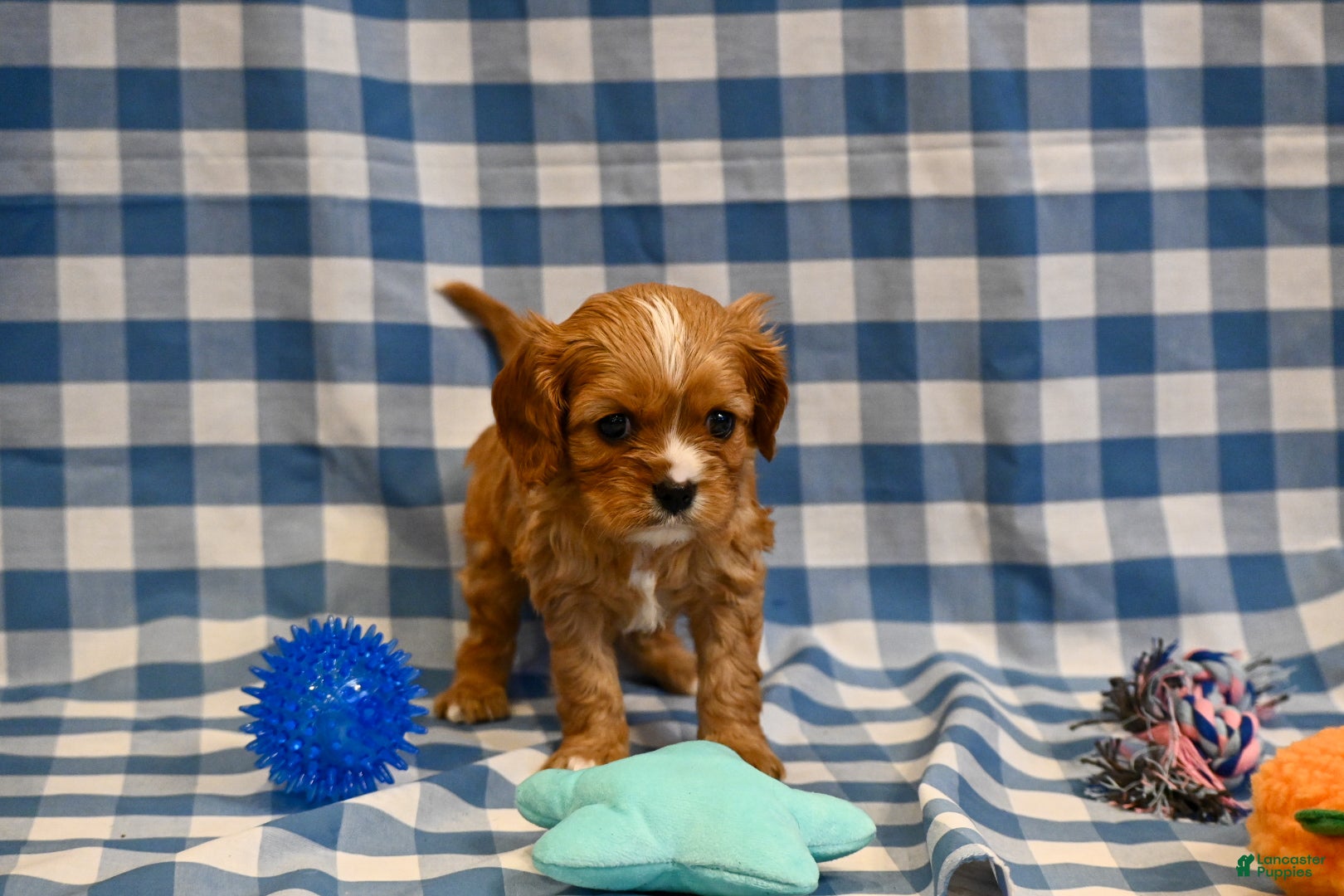Cavalier King Charles Spaniel dogs Chad - Ad 1