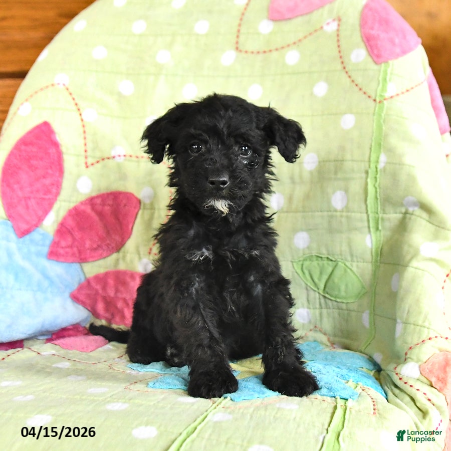 Mini Goldendoodle dogs Kent  - Ad 1