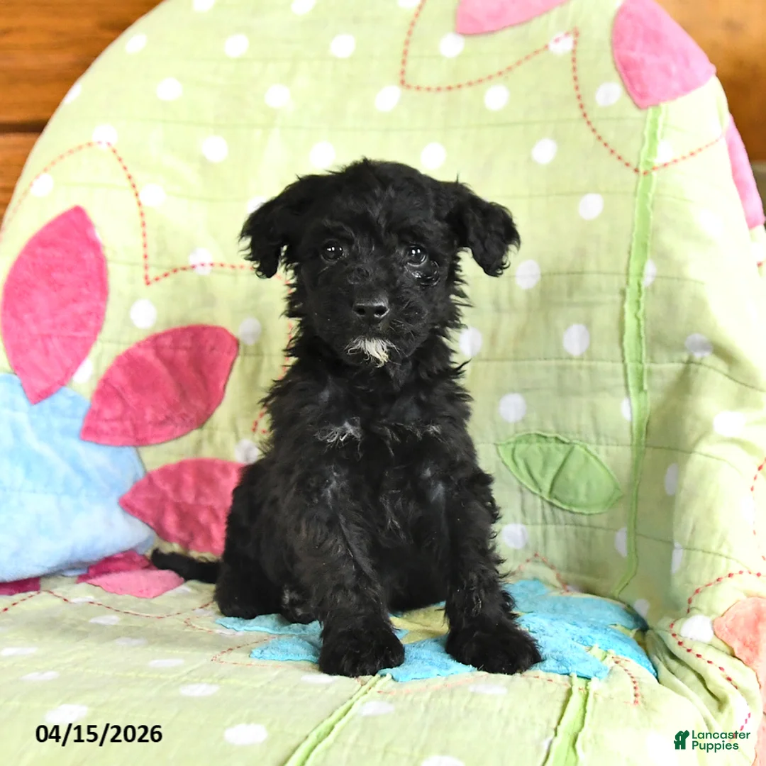 Mini Goldendoodle dogs for sale: Kent  - Ad 1