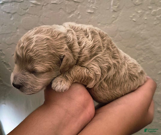 Toy Poodle dogs for sale: Blaze_Male - Ad 1
