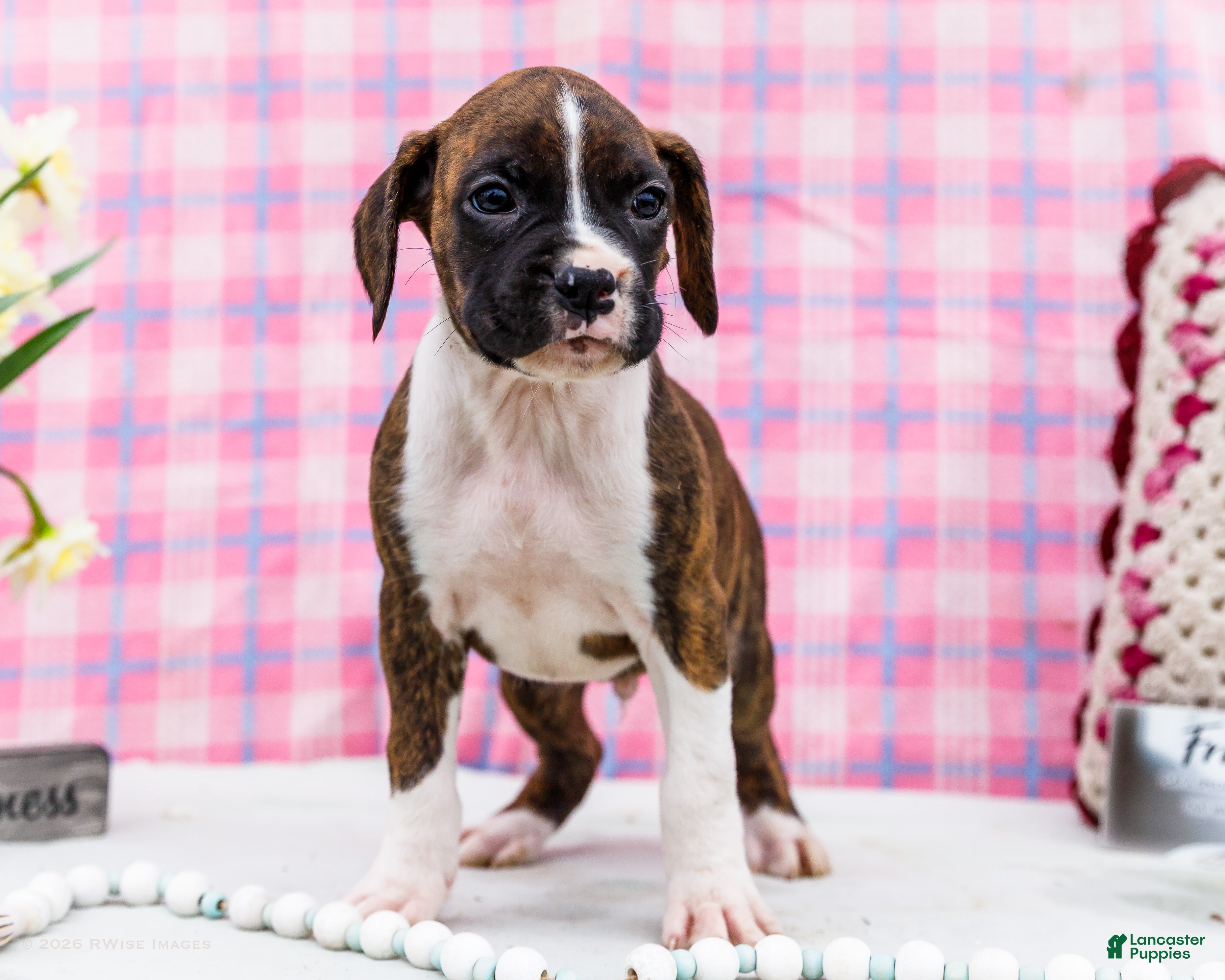 Boxer dogs Moonlight - Ad 1