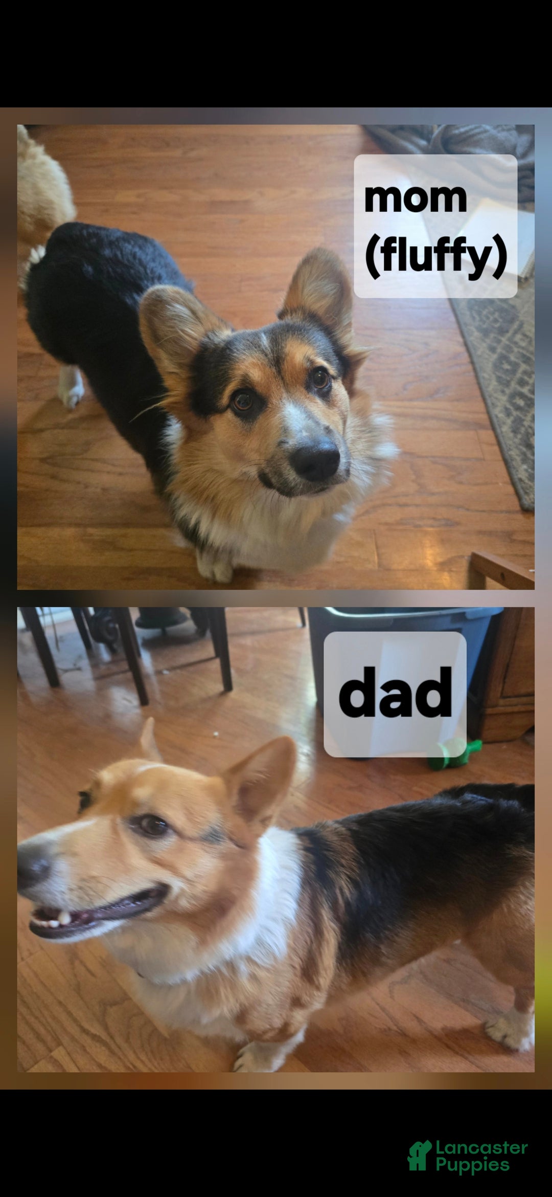 Welsh Corgi Pembroke dogs for sale: Welsh Corgi Pembroke Puppy 2 - Ad 6