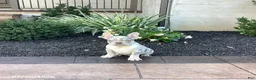 French Bulldog dogs for sale: Balto - Ad 4