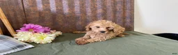 Mini Goldendoodle dogs for sale: Gretchen - Ad 8