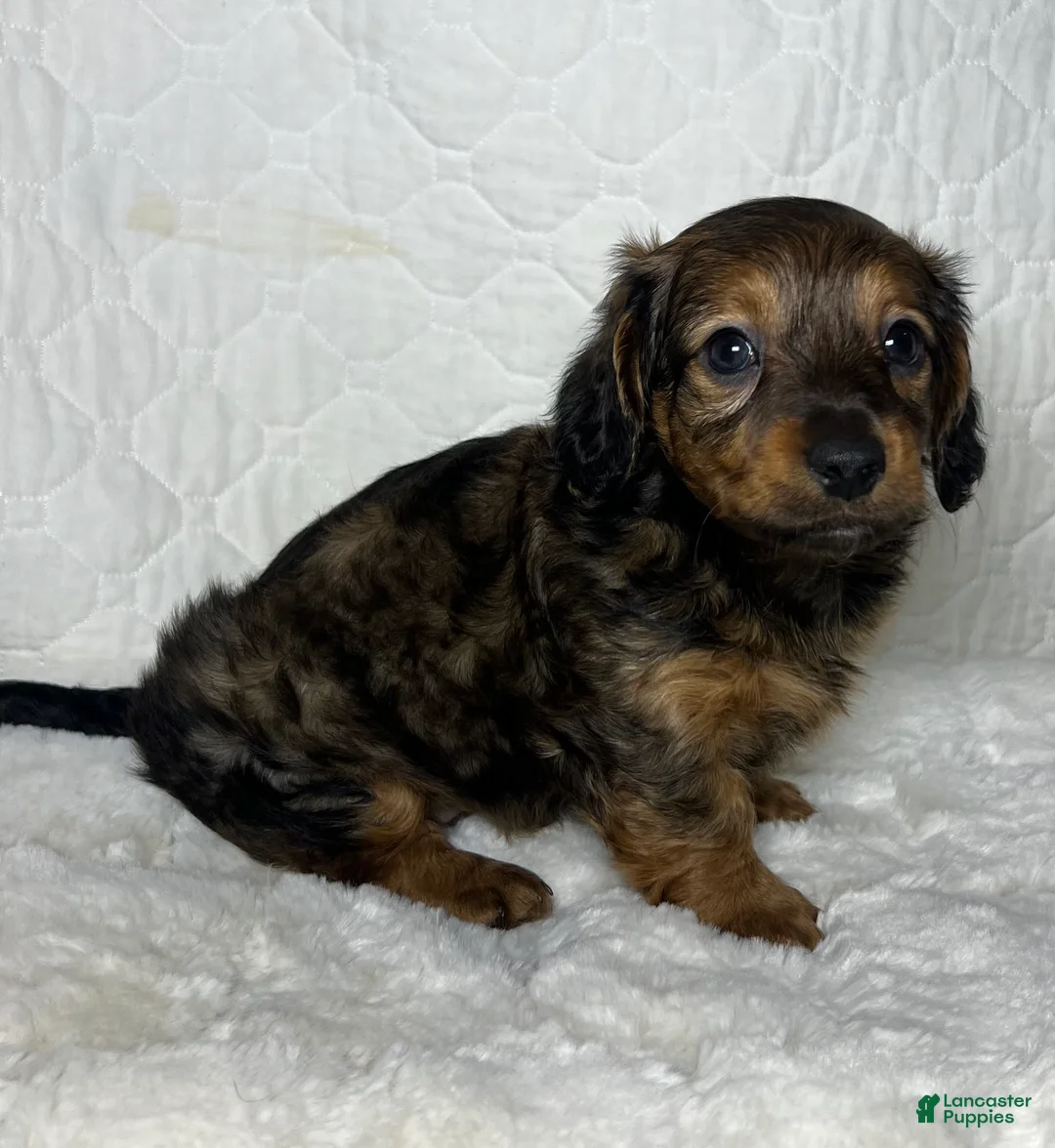 Miniature Dachshund dogs for sale: Miniature Dachshund Puppy 1 - Ad 3
