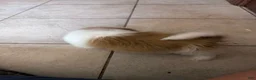 Mixed Breed dogs for sale: Mixed Breed 3 - Ad 3