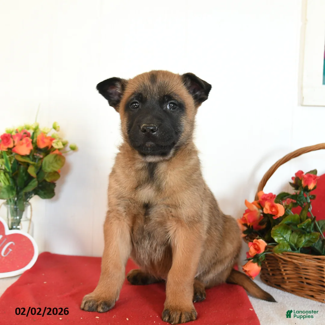 Belgian Malinois dogs for sale: Rebel - Ad 4