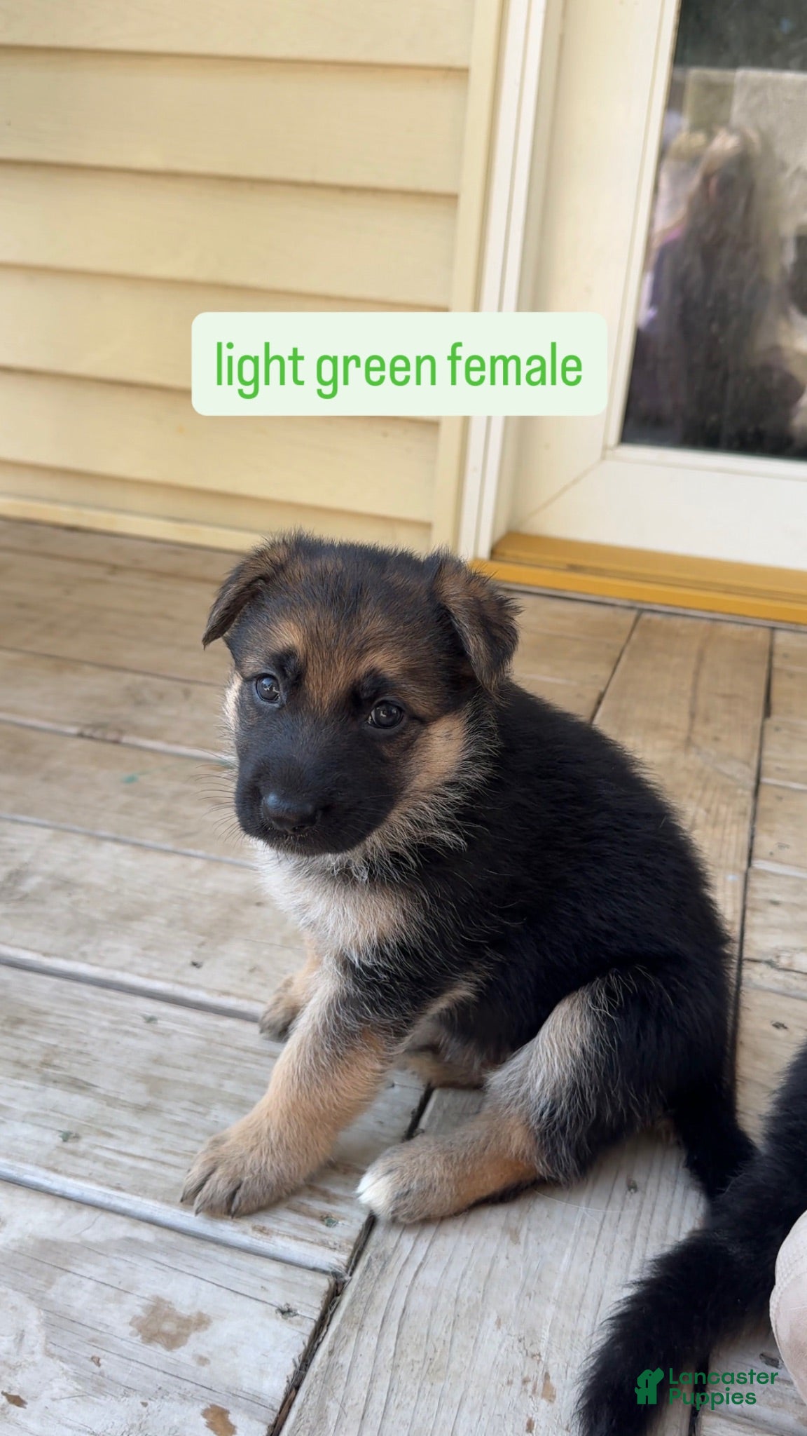 German Shepherd dogs Light Green Female - Ad 34