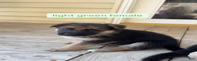 Light Green Female