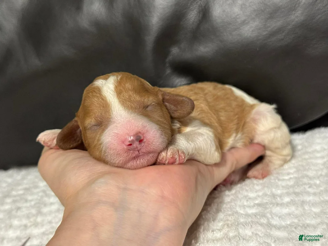 Cavapoo dogs for sale: Marley - Ad 5