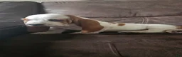 Basset Hound dogs for sale: Basset Hound Puppy 1 - Ad 4