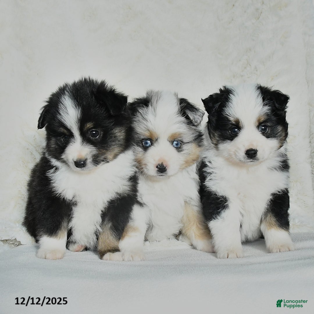 Australian Shepherd dogs for sale: Dasher - Ad 5