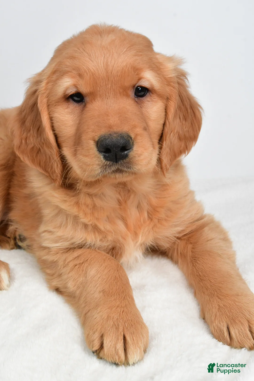Golden Retriever dogs for sale: Anna - Ad 8