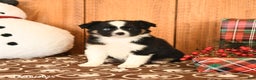 Miniature Australian Shepherd dogs for sale: Journey - Ad 2