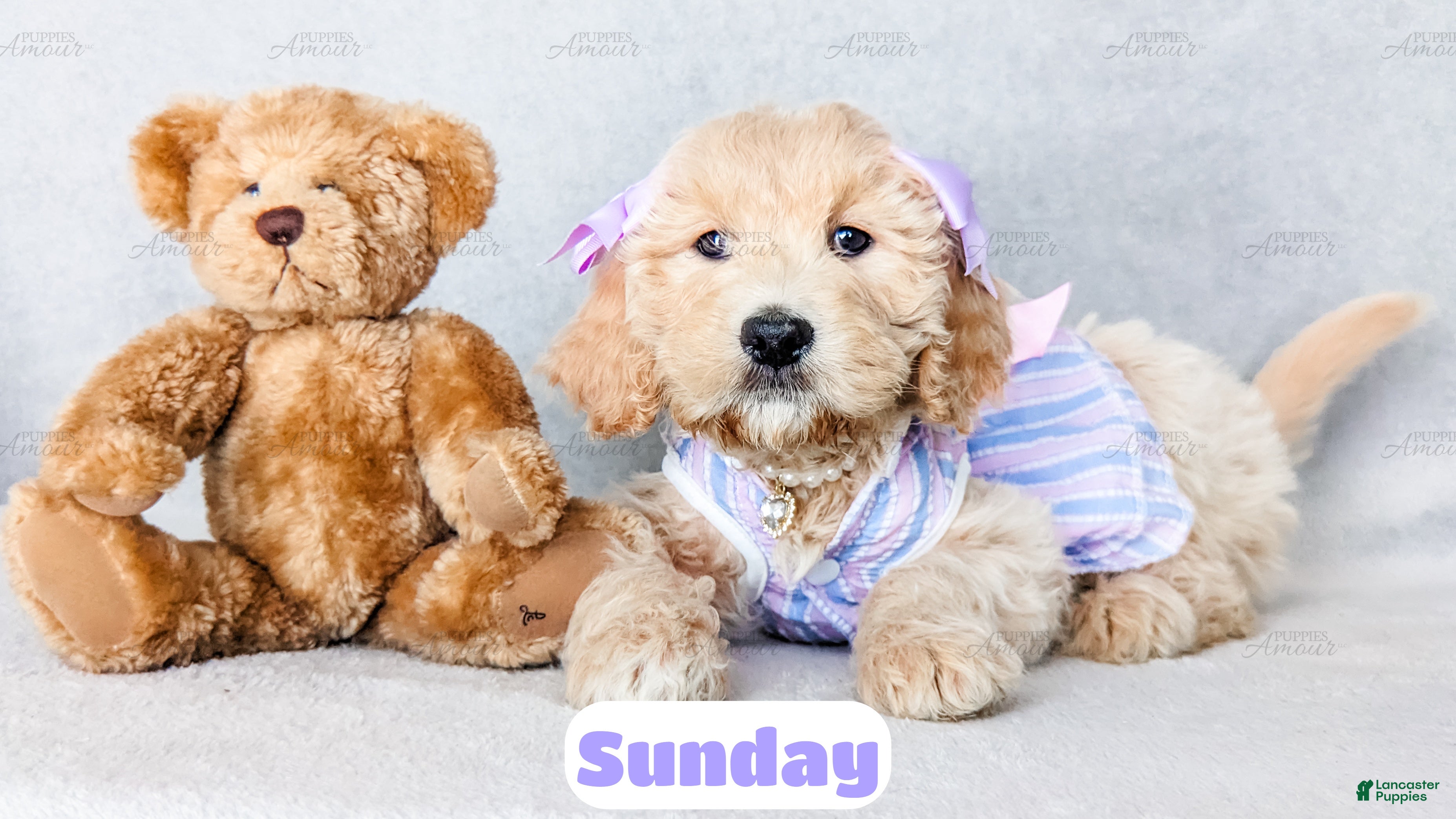 Goldendoodle dogs Sunday - Ad 1
