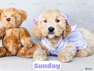 Goldendoodle dogs Sunday - Ad 1