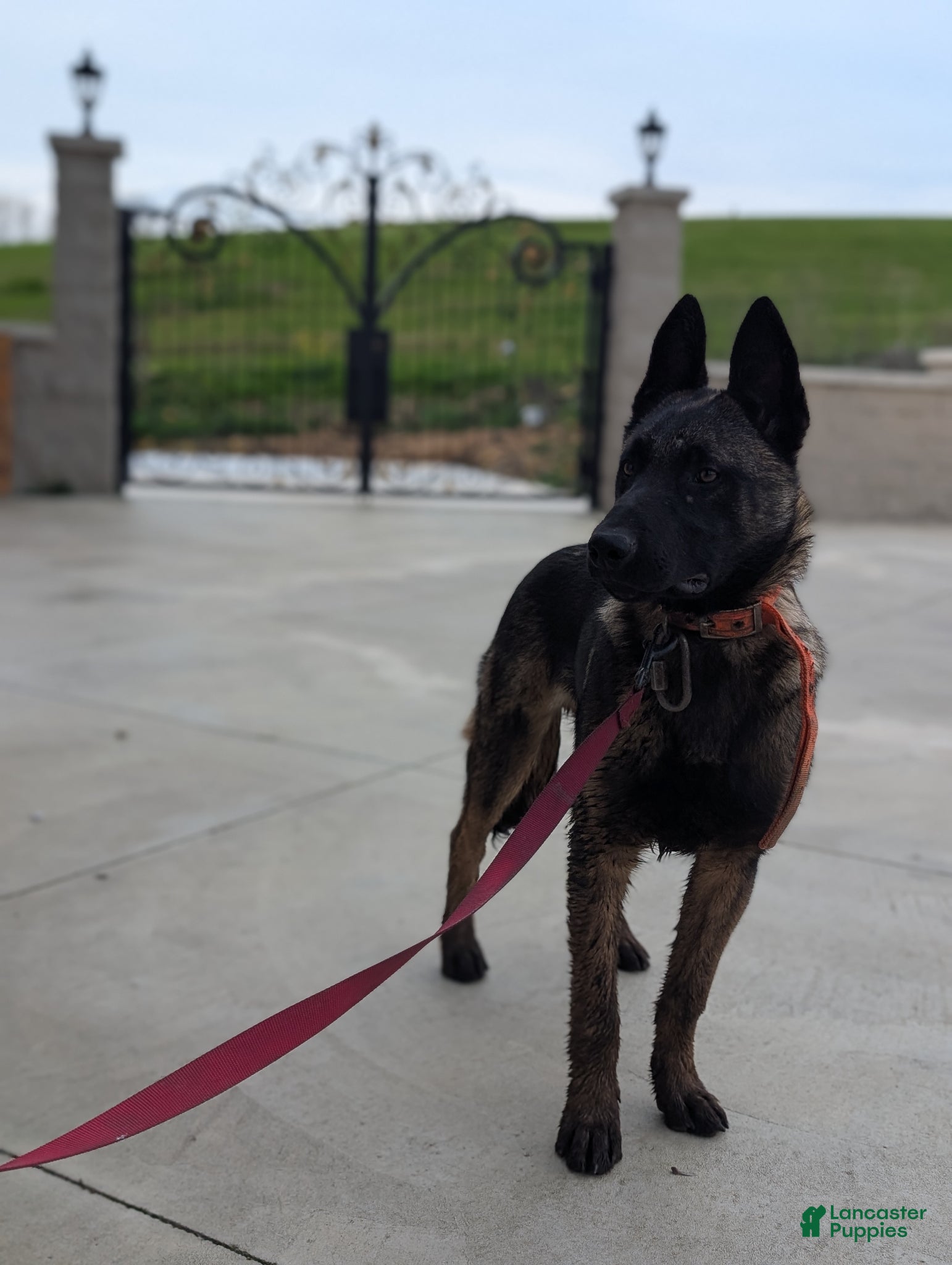 Belgian Malinois dogs Hitman  - Ad 2