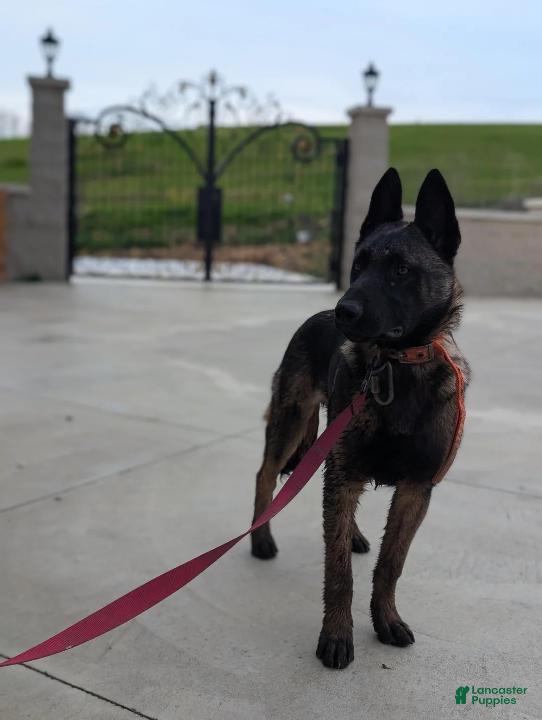 Belgian Malinois dogs for sale: Hitman  - Ad 2