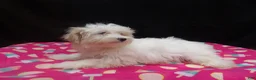 Maltipoo dogs for sale: Sage - Ad 3