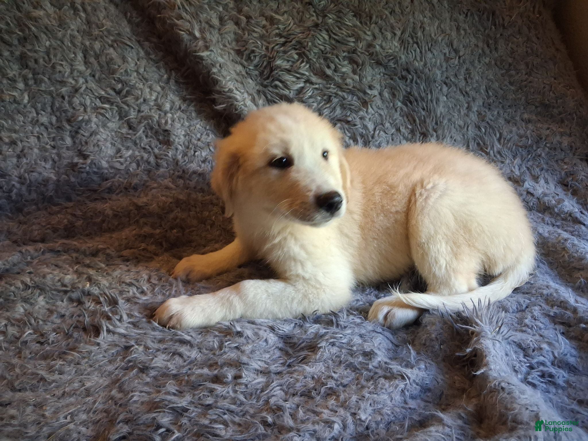 Mixed Breed dogs Otis and Puff - Ad 21