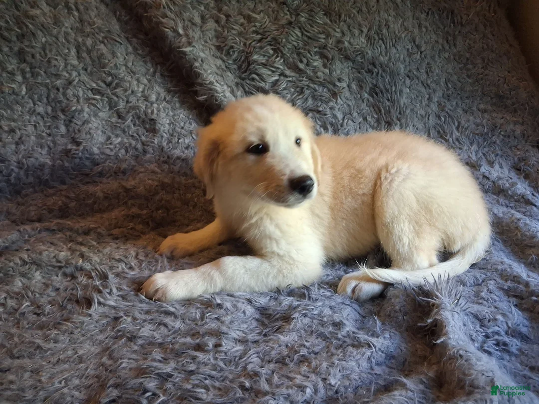 Mixed Breed dogs for sale: Otis and Puff - Ad 1