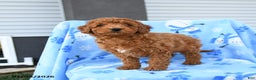 Mini Goldendoodle dogs for sale: Waylon - Ad 5
