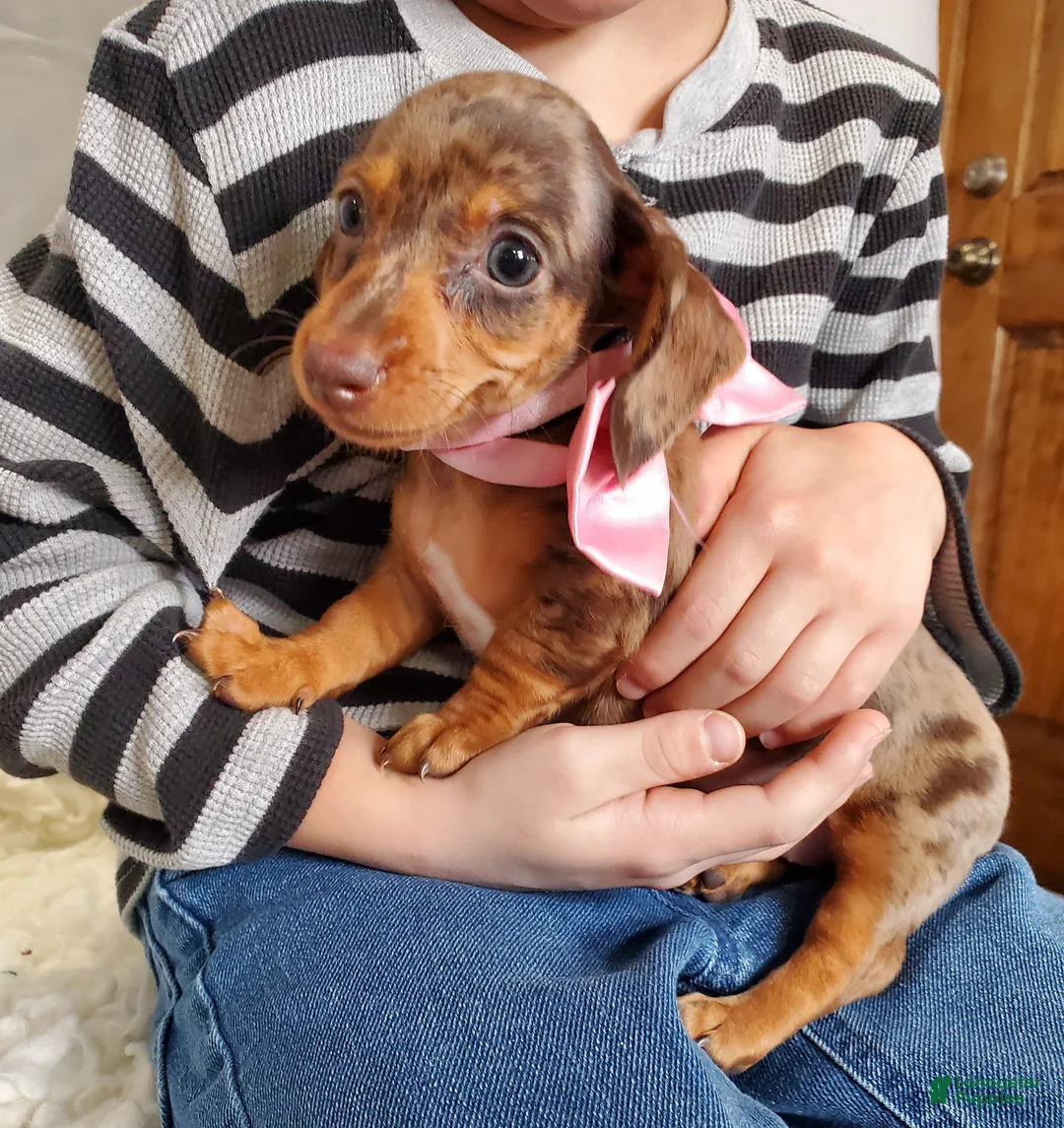 Miniature Dachshund dogs for sale: Ann - Ad 2