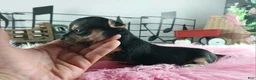 Chihuahua dogs for sale: Cece's blk tan girl, NATIONWIDE DELIVERY  - Ad 2