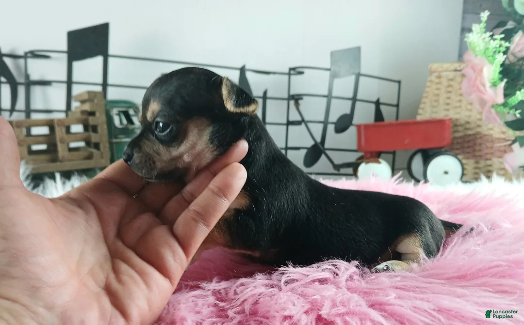 Chihuahua dogs for sale: Cece's blk tan girl, NATIONWIDE DELIVERY  - Ad 2