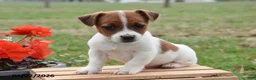 Jack Russell Terrier dogs for sale: Danny - Ad 3