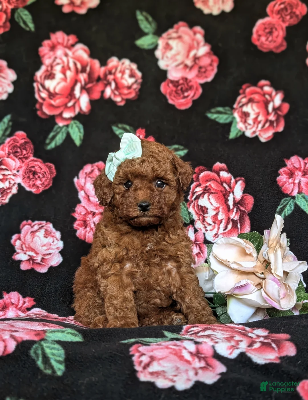 Toy Poodle dogs for sale: Marcella 9 lbs Full Grown - Ad 2