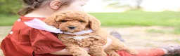 Goldendoodle dogs for sale: Ranger - Ad 3