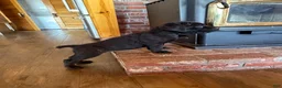 Cane Corso dogs for sale: Marina - Ad 2