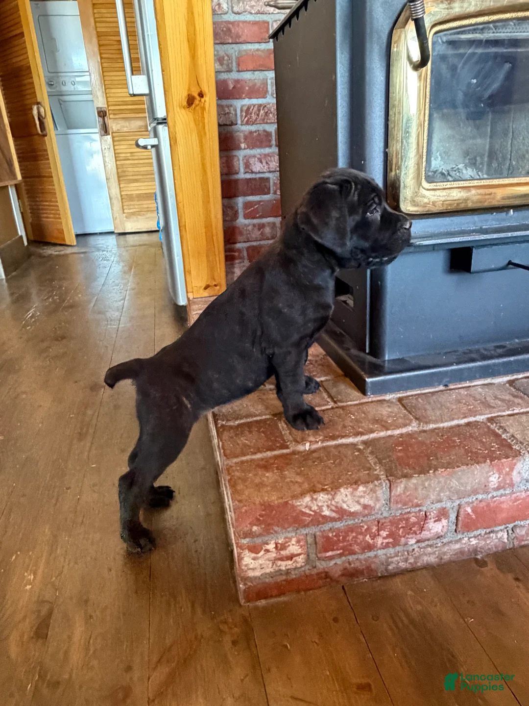 Cane Corso dogs for sale: Marina - Ad 2