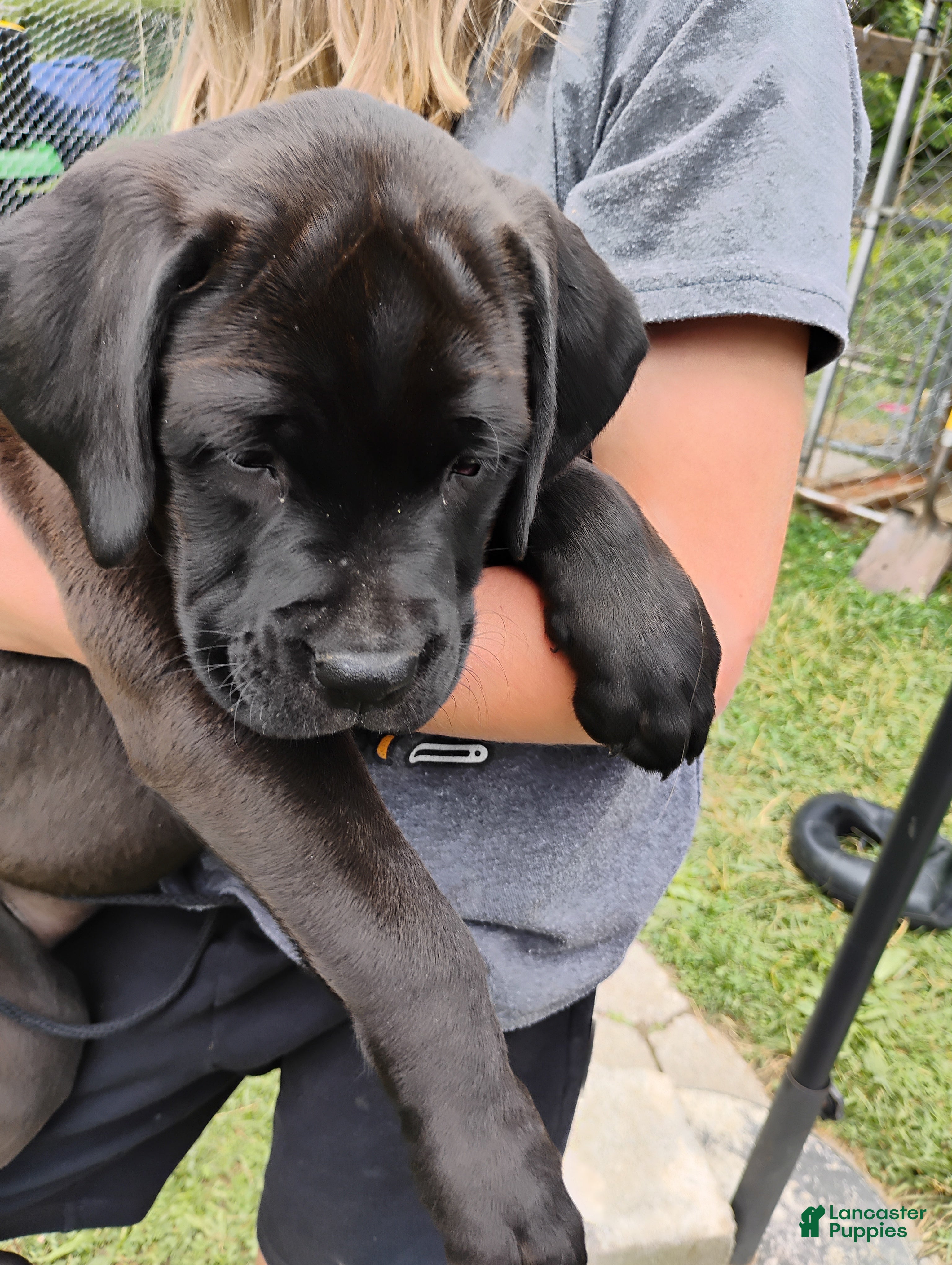 Boxador dogs Cheddar - Ad 2