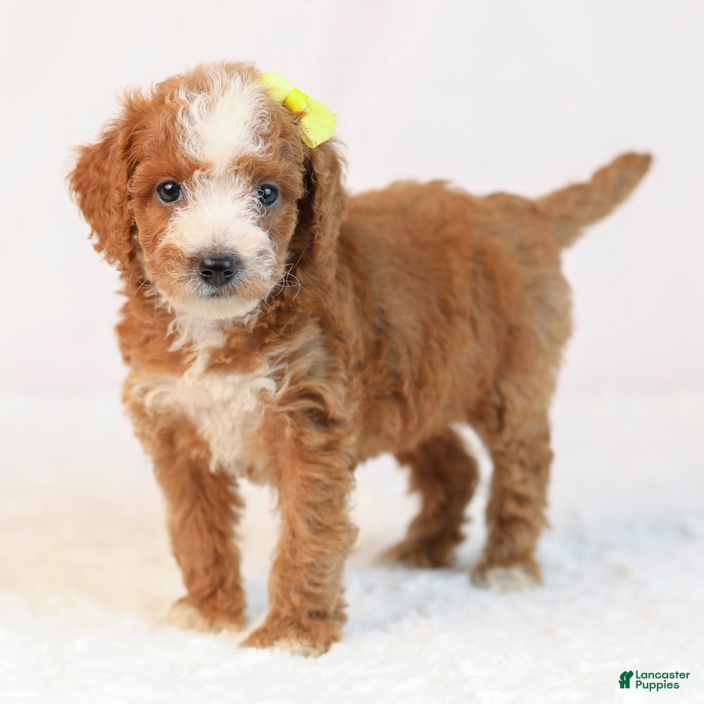 Mini Goldendoodle dogs Kona - Ad 2
