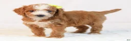 Mini Goldendoodle dogs for sale: Kona - Ad 2