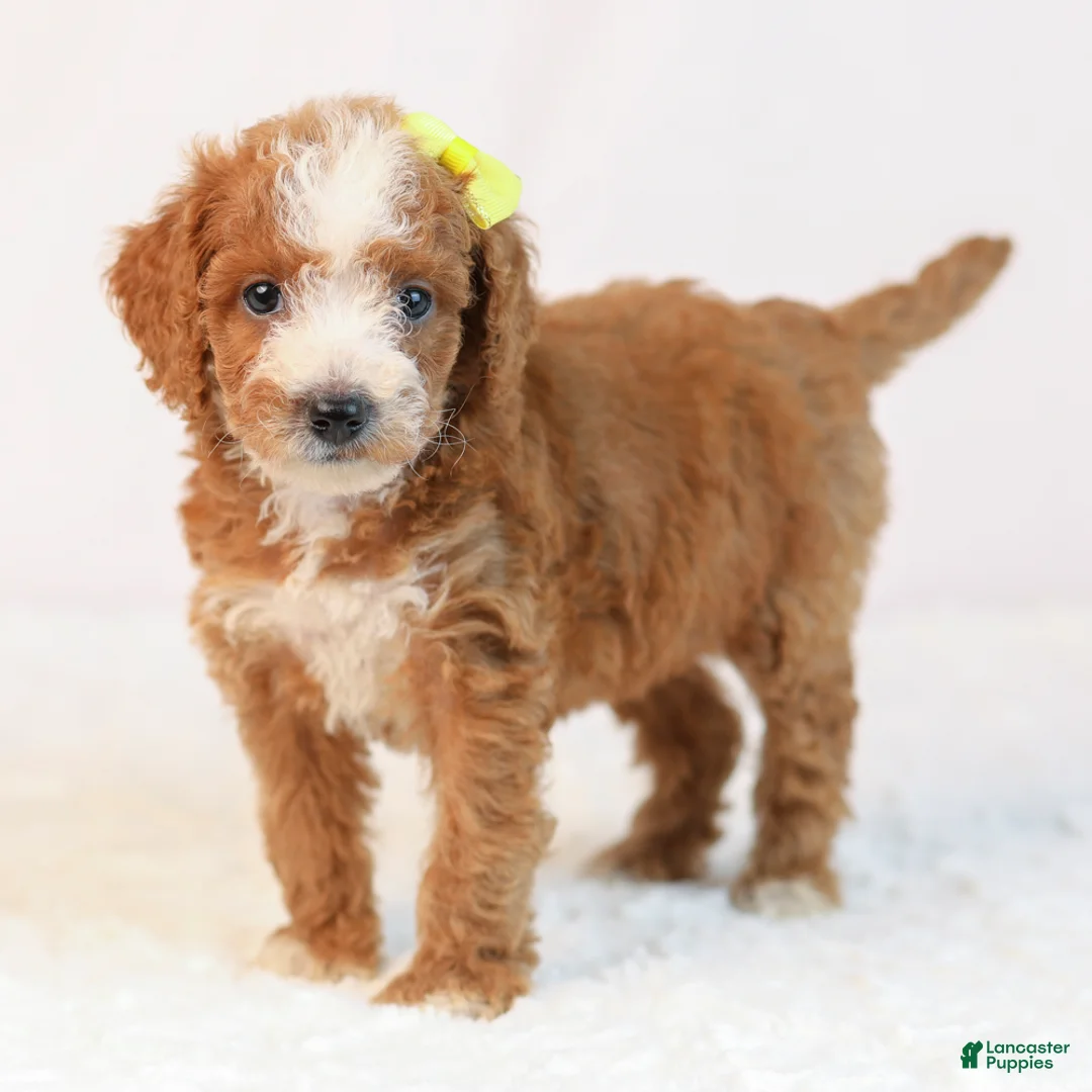 Mini Goldendoodle dogs for sale: Kona - Ad 2