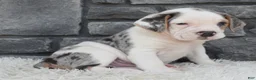 Beabull dogs for sale: Alex - Ad 5
