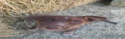 Mixed Breed dogs for sale: Mixed Breed Puppy 2 - Ad 6
