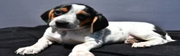 Beagle dogs for sale: Regina - Ad 8