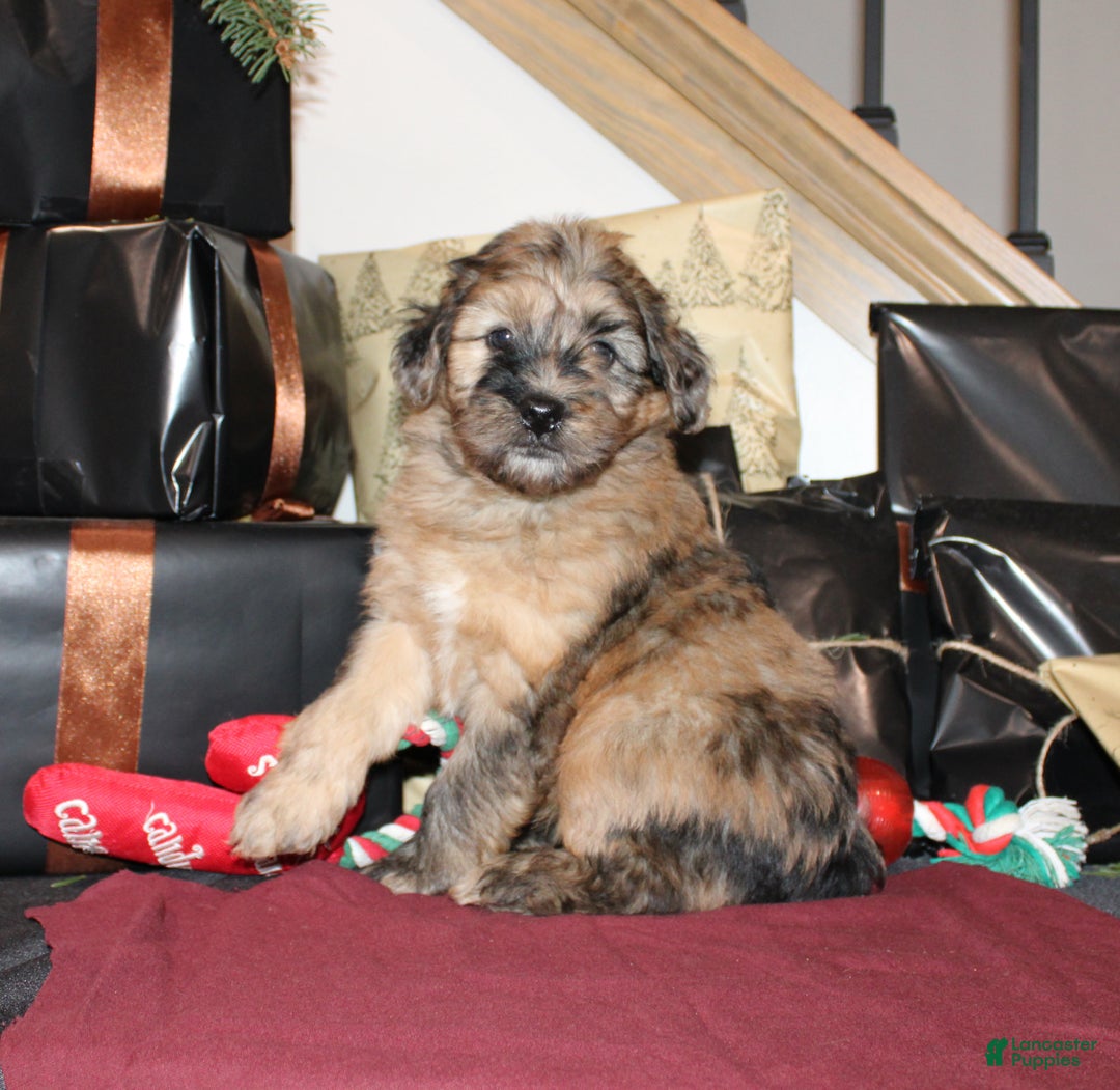 Whoodle dogs for sale: Lee - Ad 1