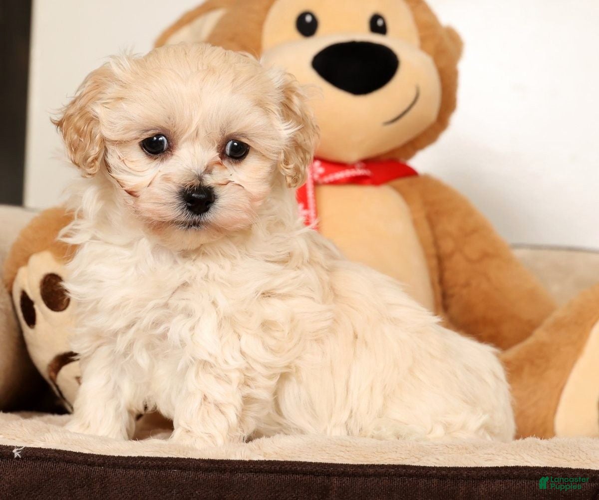 Maltipoo dogs Sammy - Ad 9