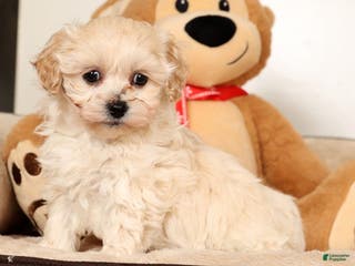 Maltipoo dogs Sammy - Ad 35