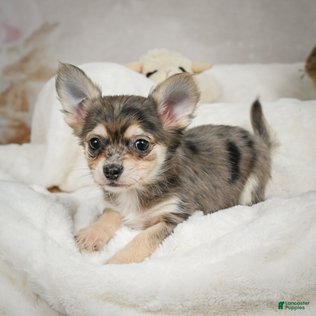 Chihuahua dogs for sale: Geronimo - Ad 9