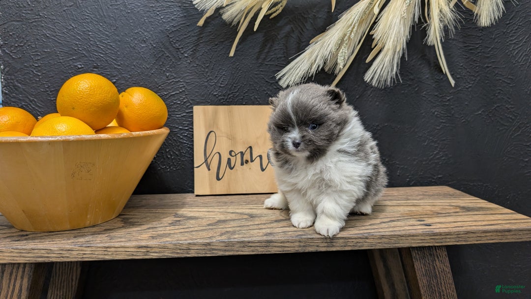 Pomeranian dogs for sale: Yoda - Ad 5