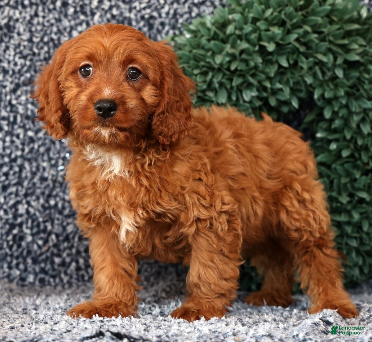 Cavapoo dogs Milo - Ad 1