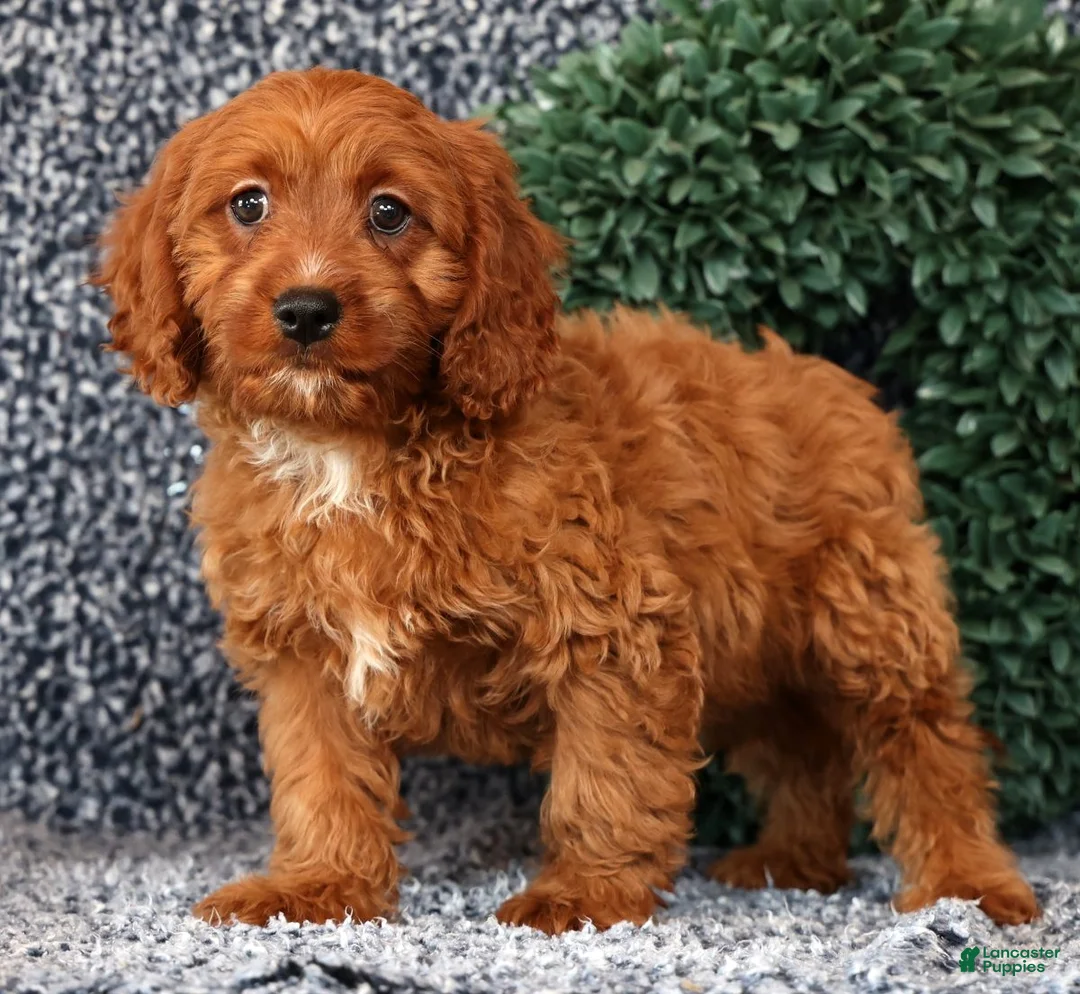 Cavapoo dogs for sale: Milo - Ad 1