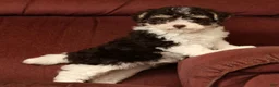 Havapoo dogs for sale: Brooklyn - Ad 7